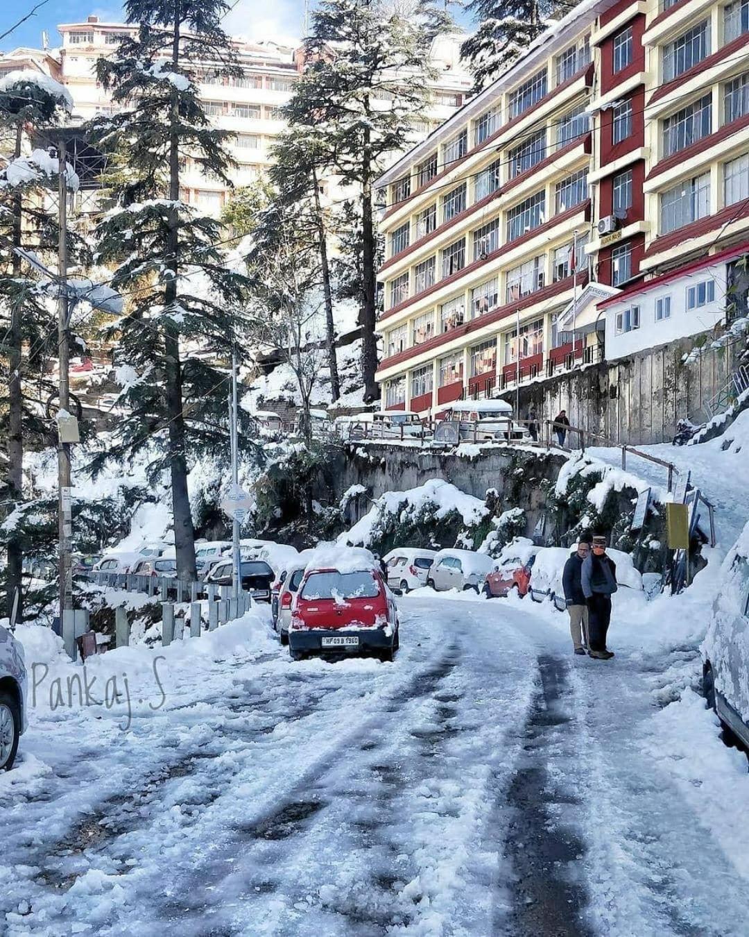 The Ivory Pine Shimla