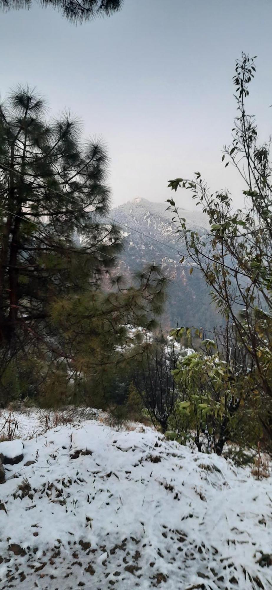 Sejal Shimla