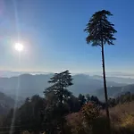 Himalayan Cedar