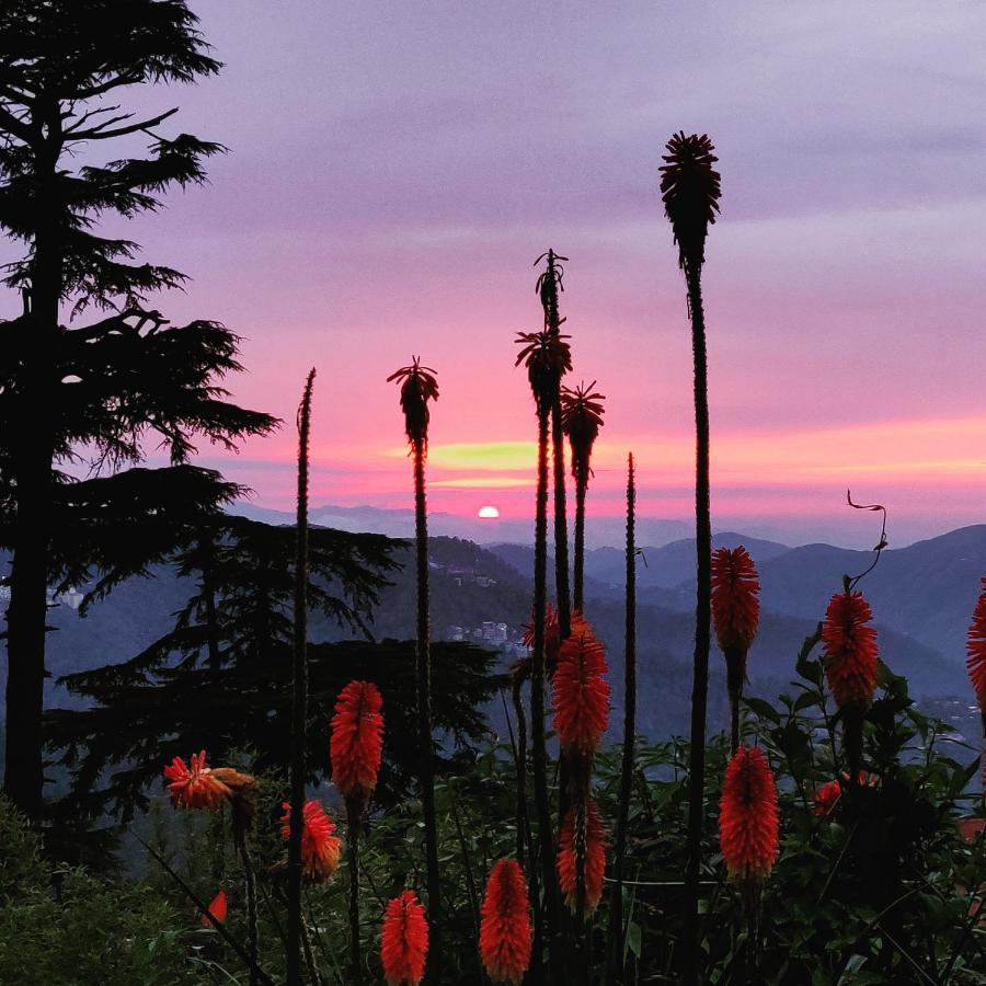 The Naldehra Resort
