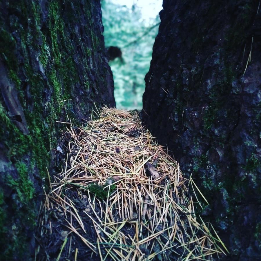 Pines Shimla