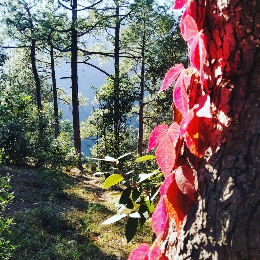 Pines Shimla