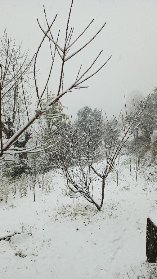 The Escape Shimla