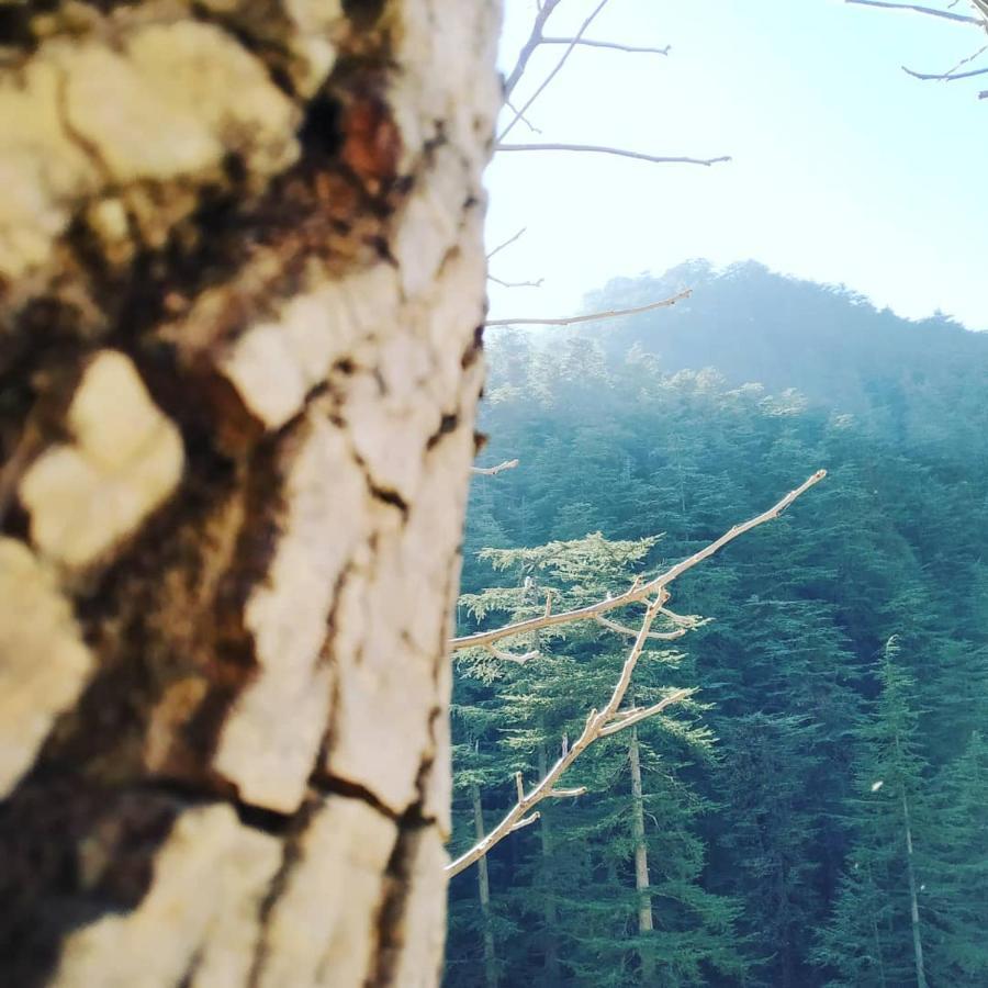 Pines * Shimla