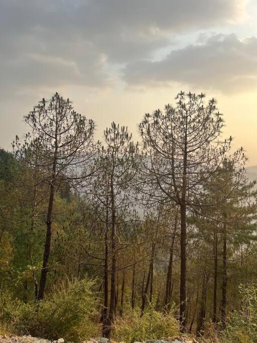 Residence Inn Homestay Apartment Shimla