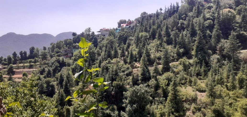 Deep Jyoti Homestay Shimla
