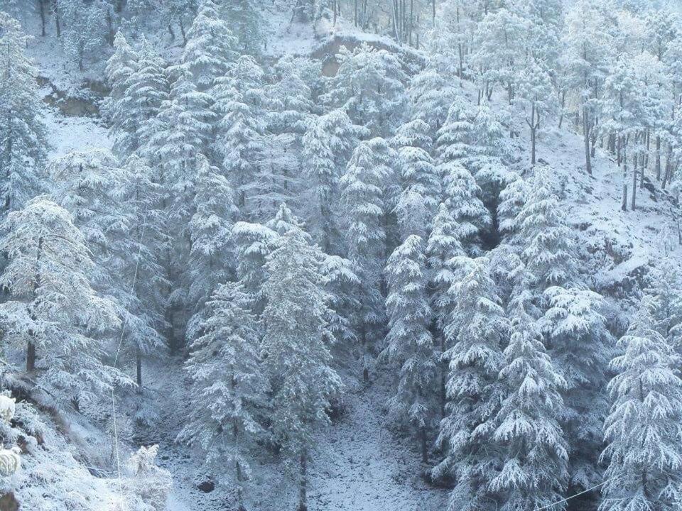 Calm Paradise Shimla