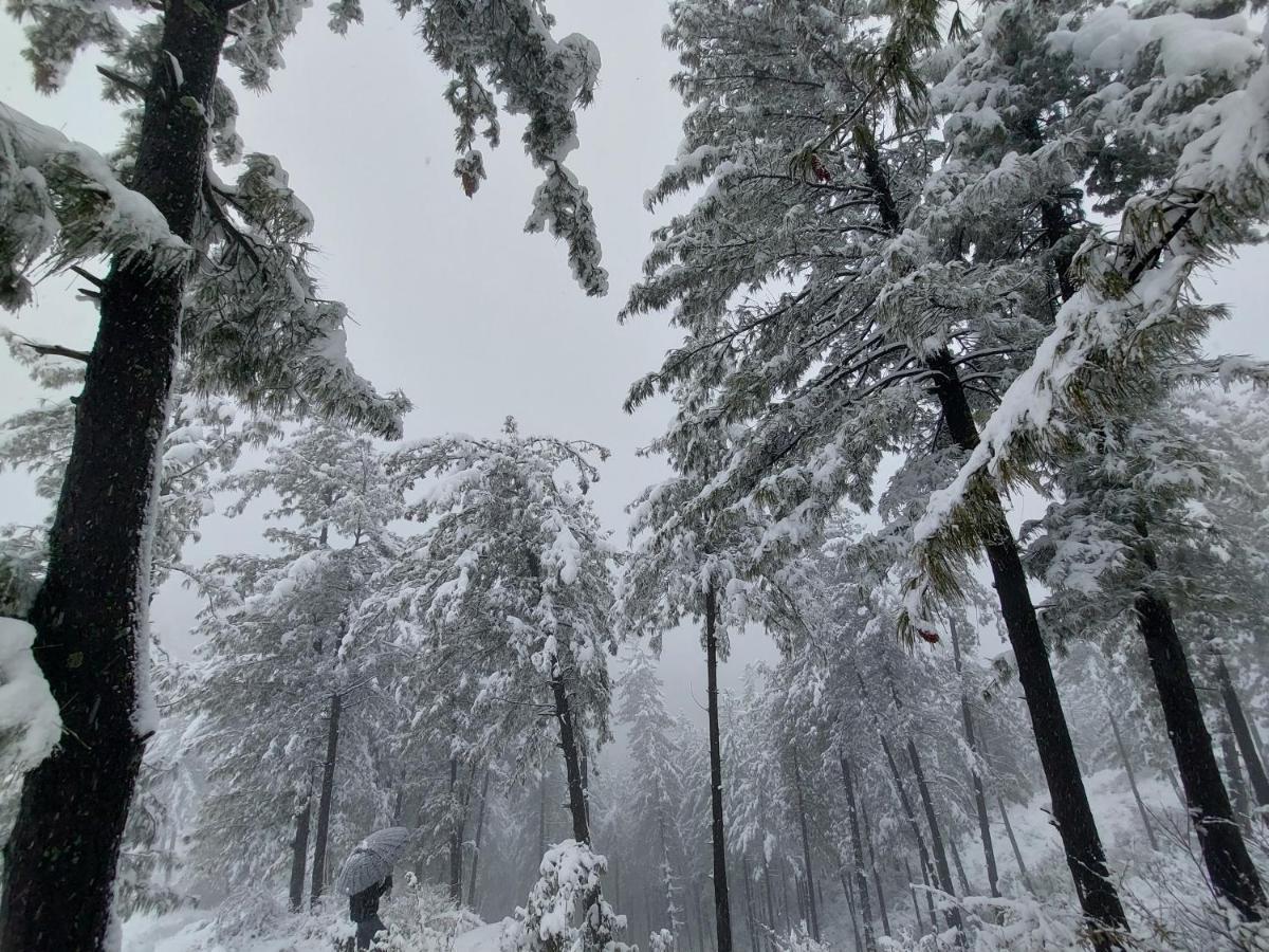 For Rest * Shimla