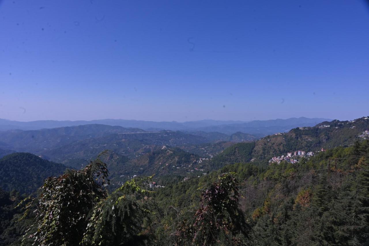 Pine Shimla