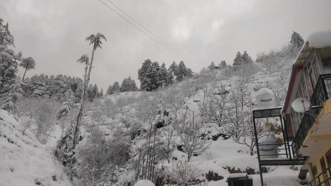 Himalayan Cedar *
