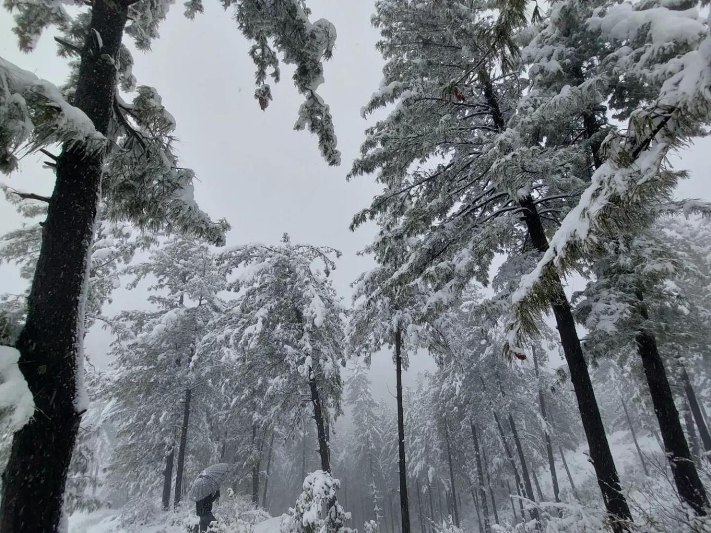 For Rest Shimla