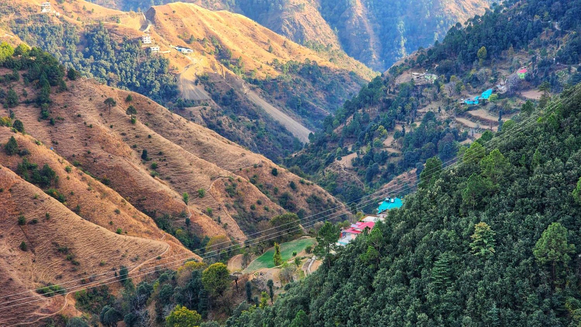 Royal Cedar * Shimla
