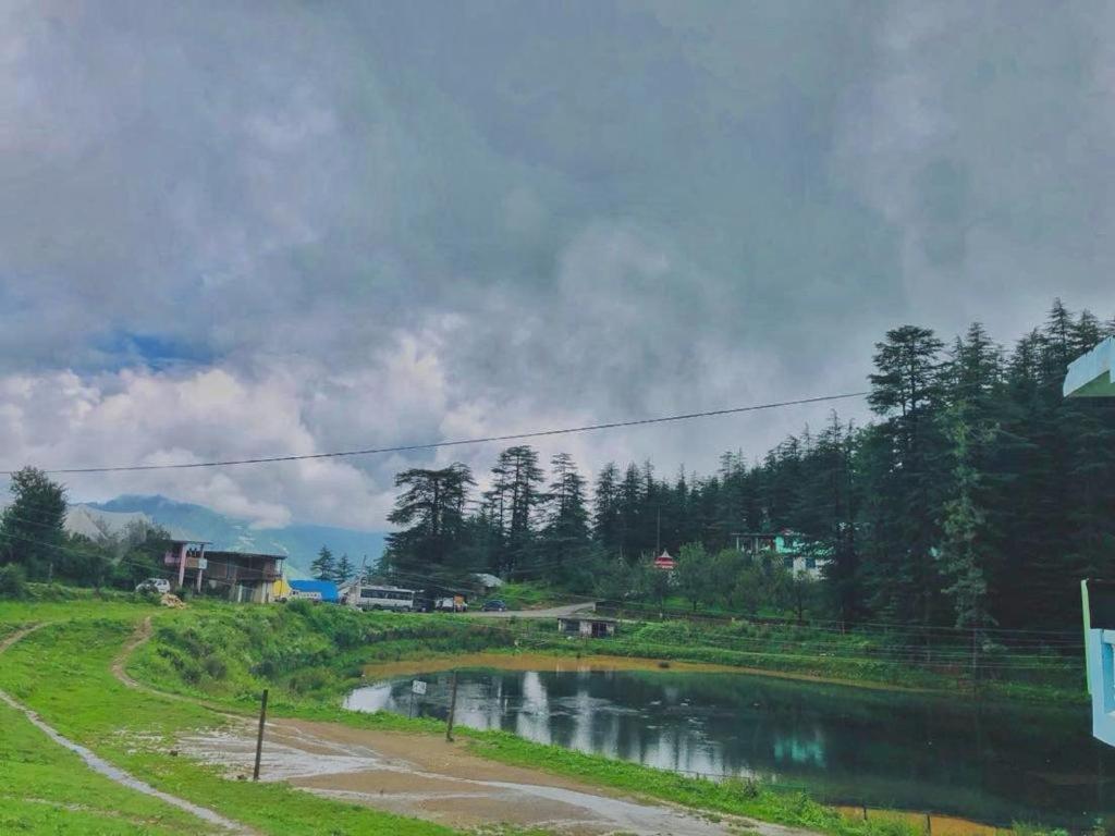 Himalayan Cedar * Shimla