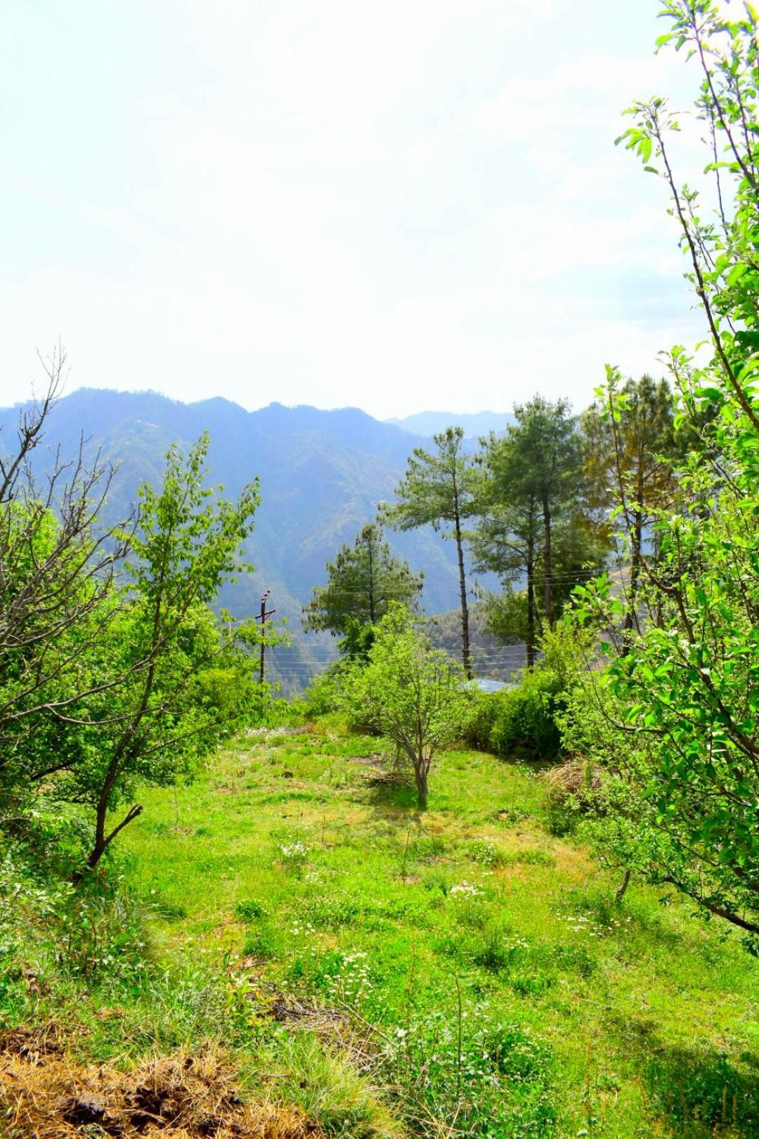 In Mashobra *
