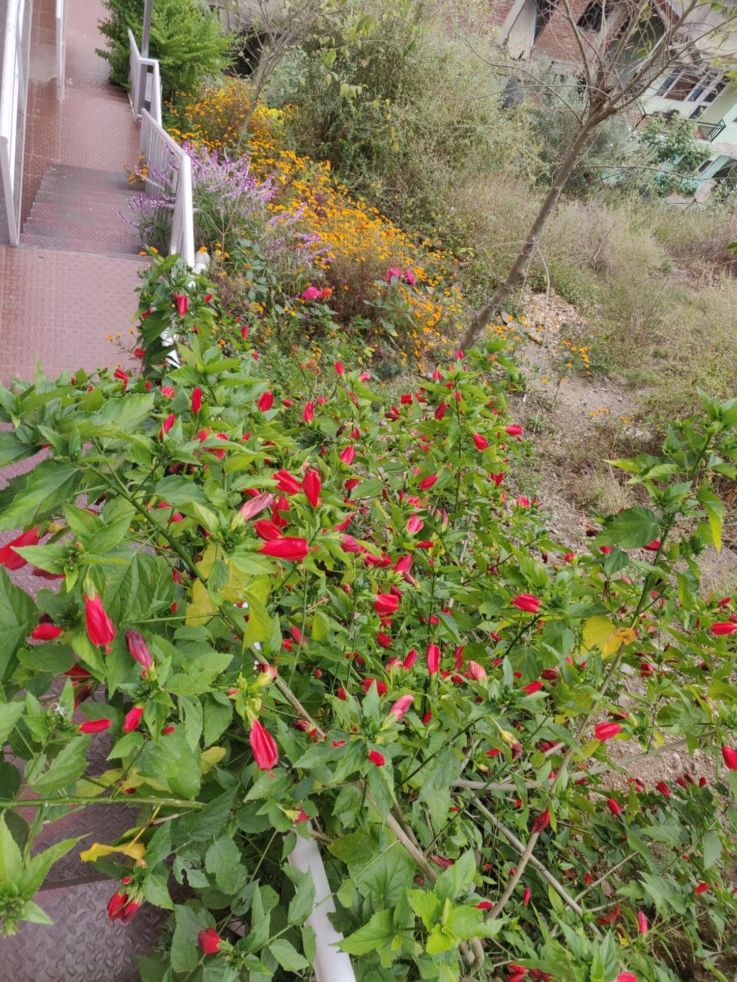 Homestay Vatsalyam Shimla