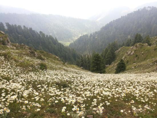 Florence By Tws Bed & Breakfast Shimla