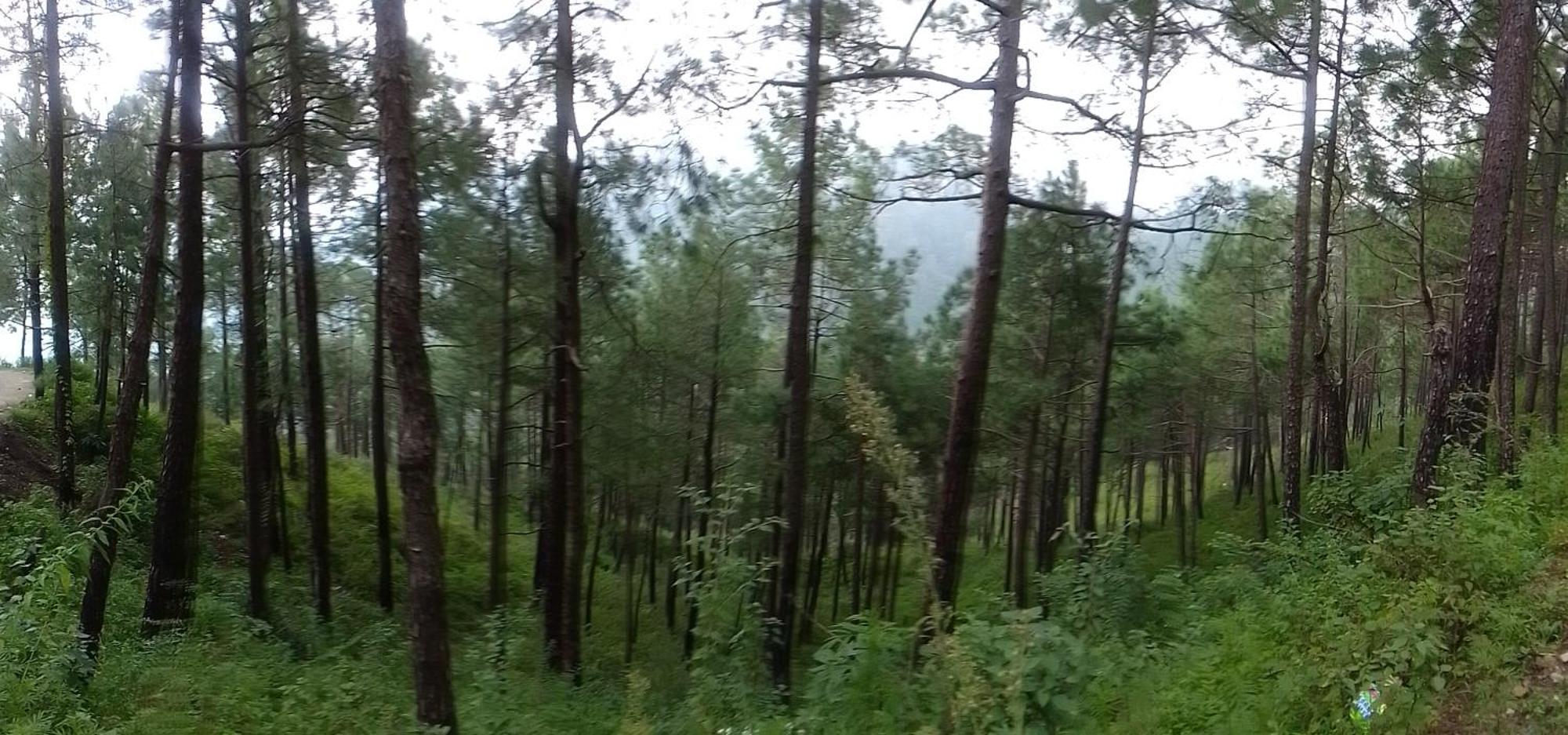Shree Homestay Shimla