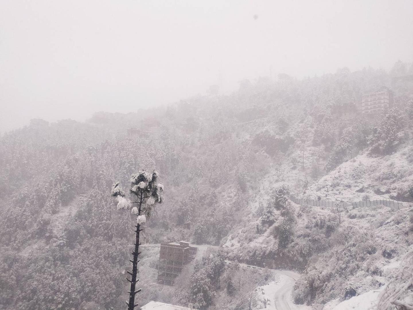 Royal Cedar Retreat Bed & Breakfast Shimla