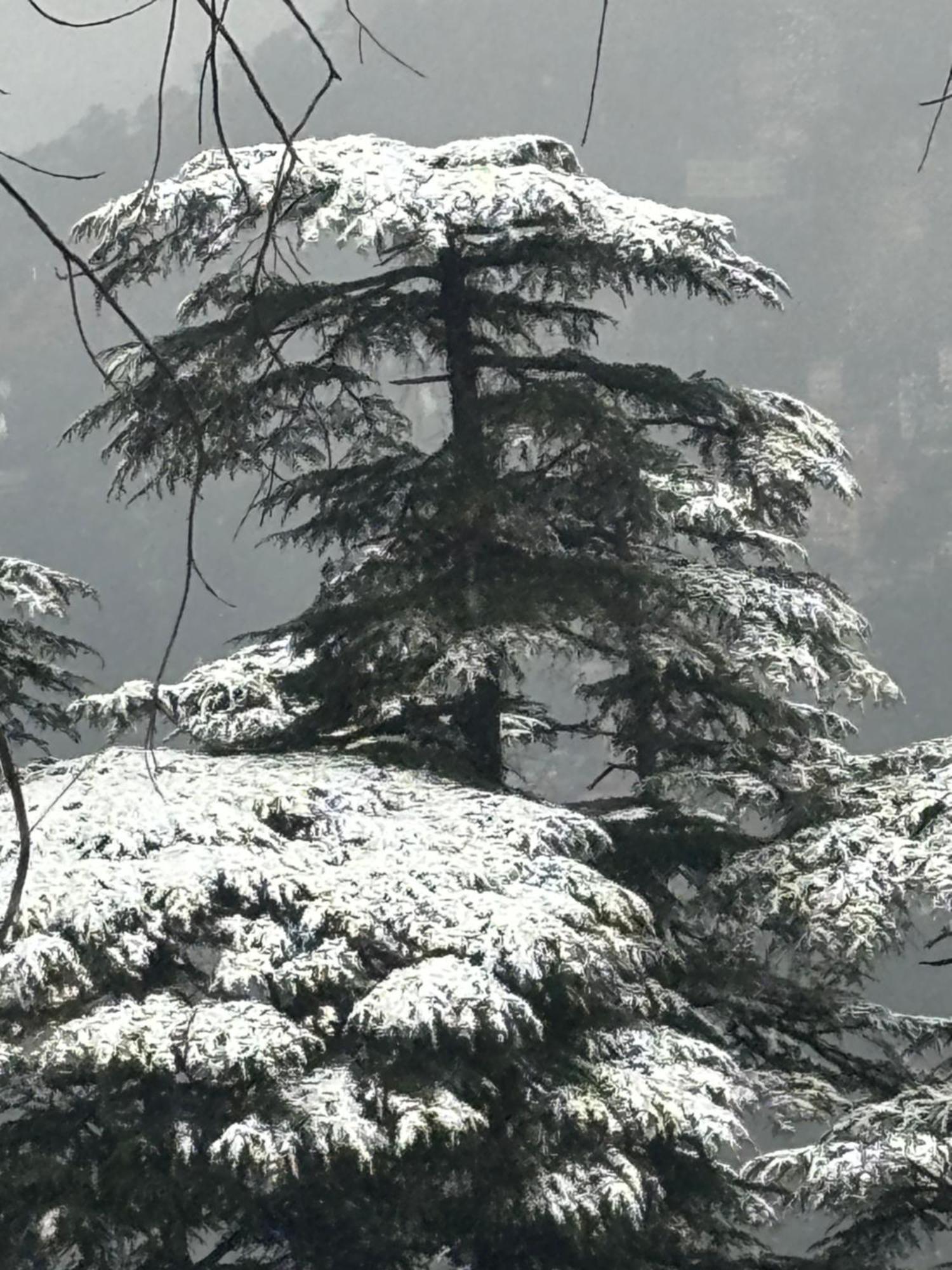 Aaram Baagh * Shimla