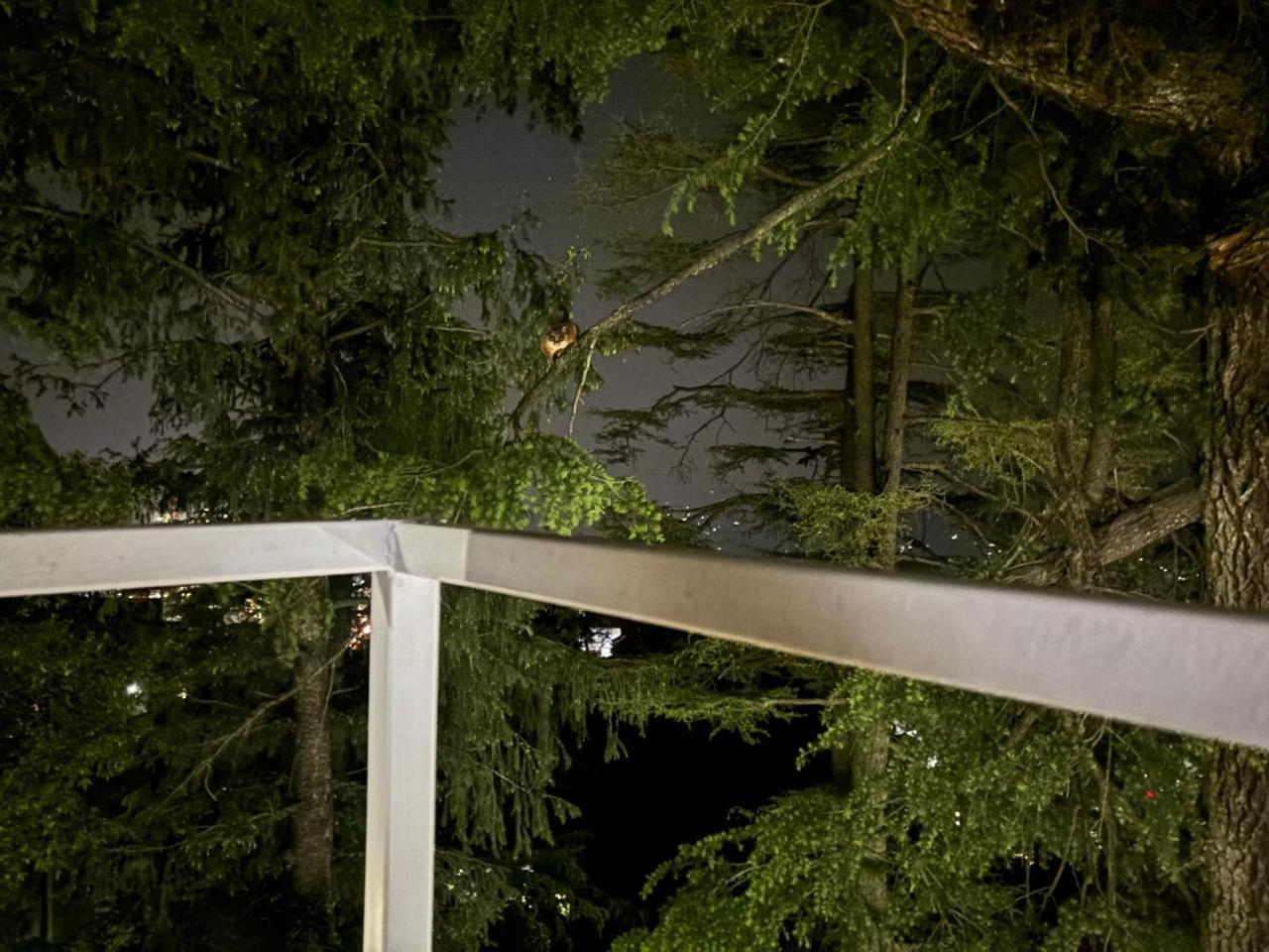 Hotel Jakhu Heights Shimla
