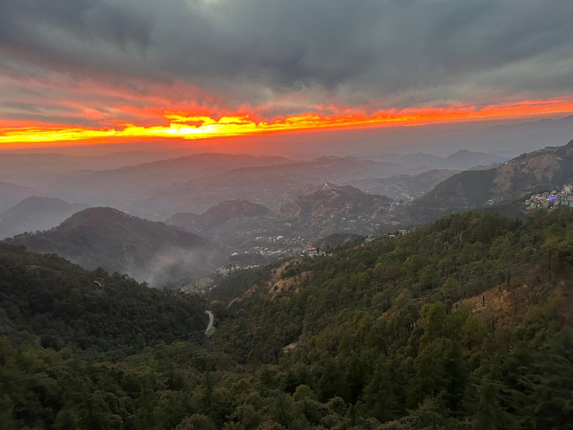 Pine Shimla