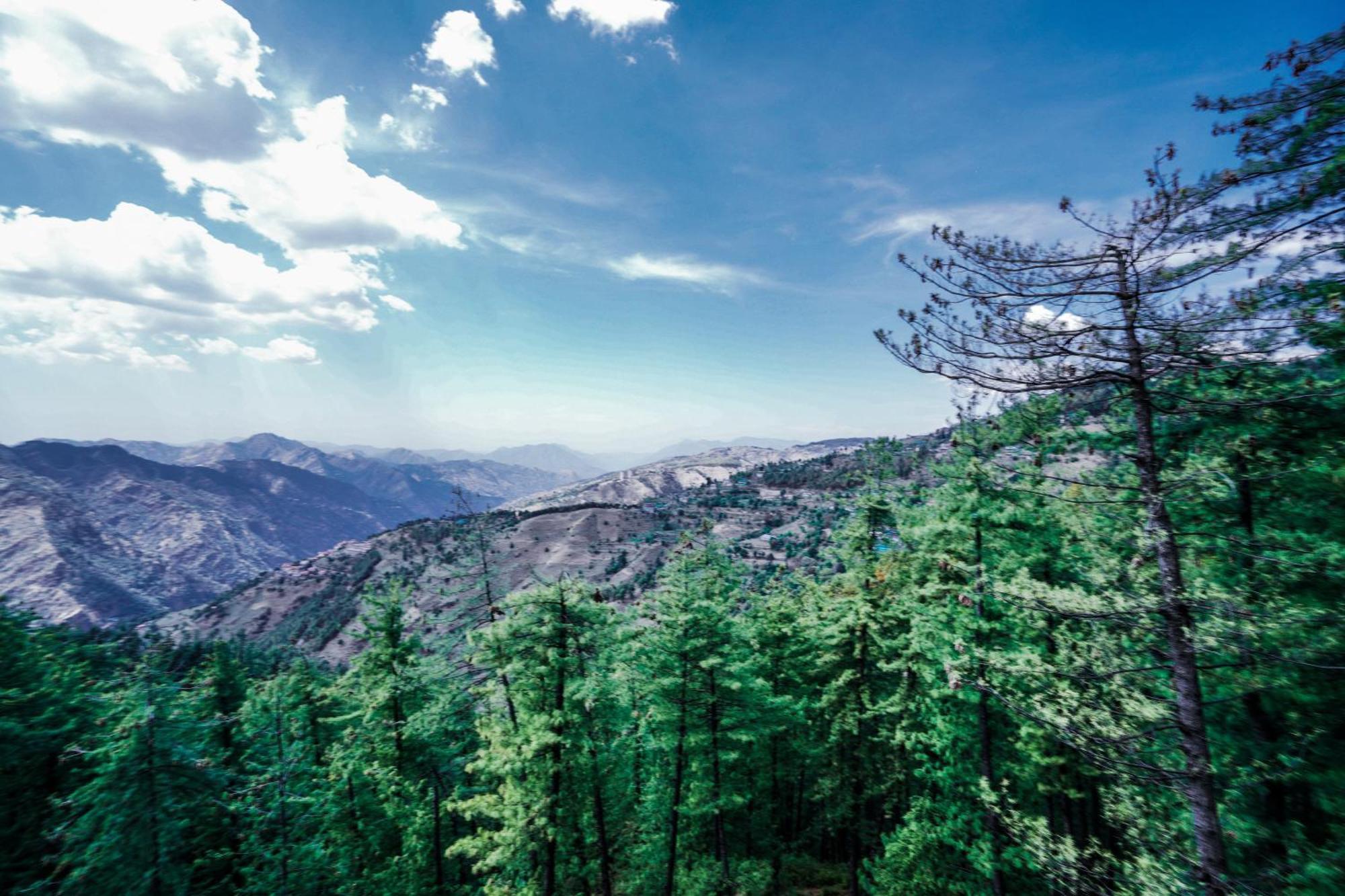 The Jungle View From Balcony In Mashobra - A Relax Retreat Away From Shimla