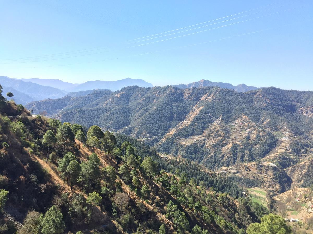 The Best Nest * Shimla