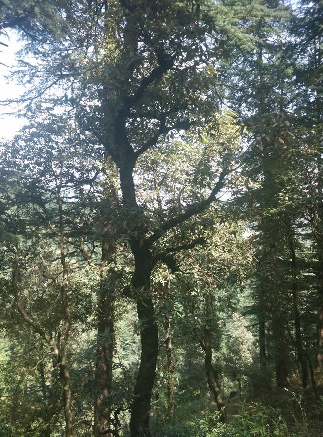 Resort V Nature Heaven Koti Shimla