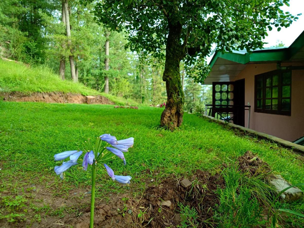 Merlin Grove Shimla